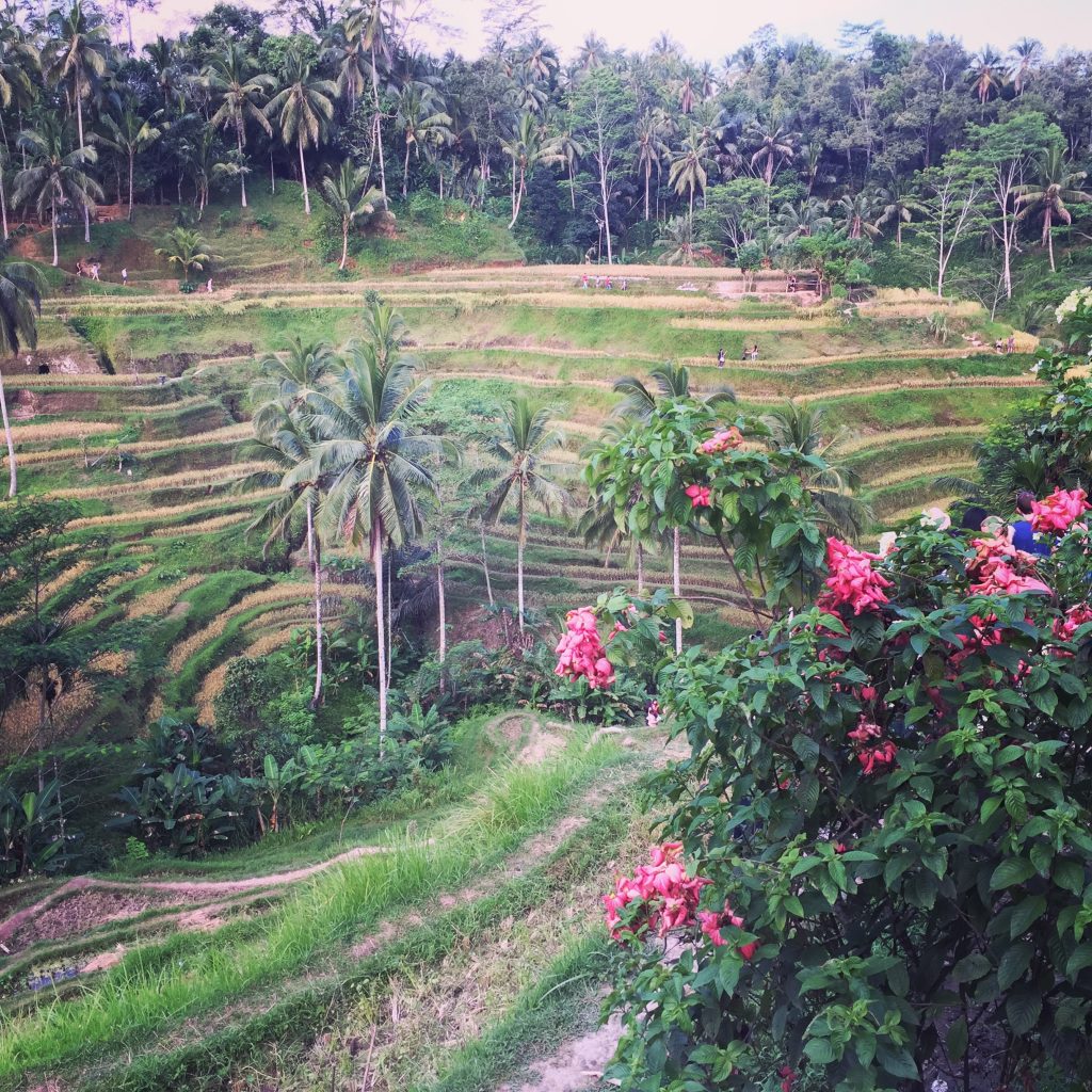 Rice Field Ubud